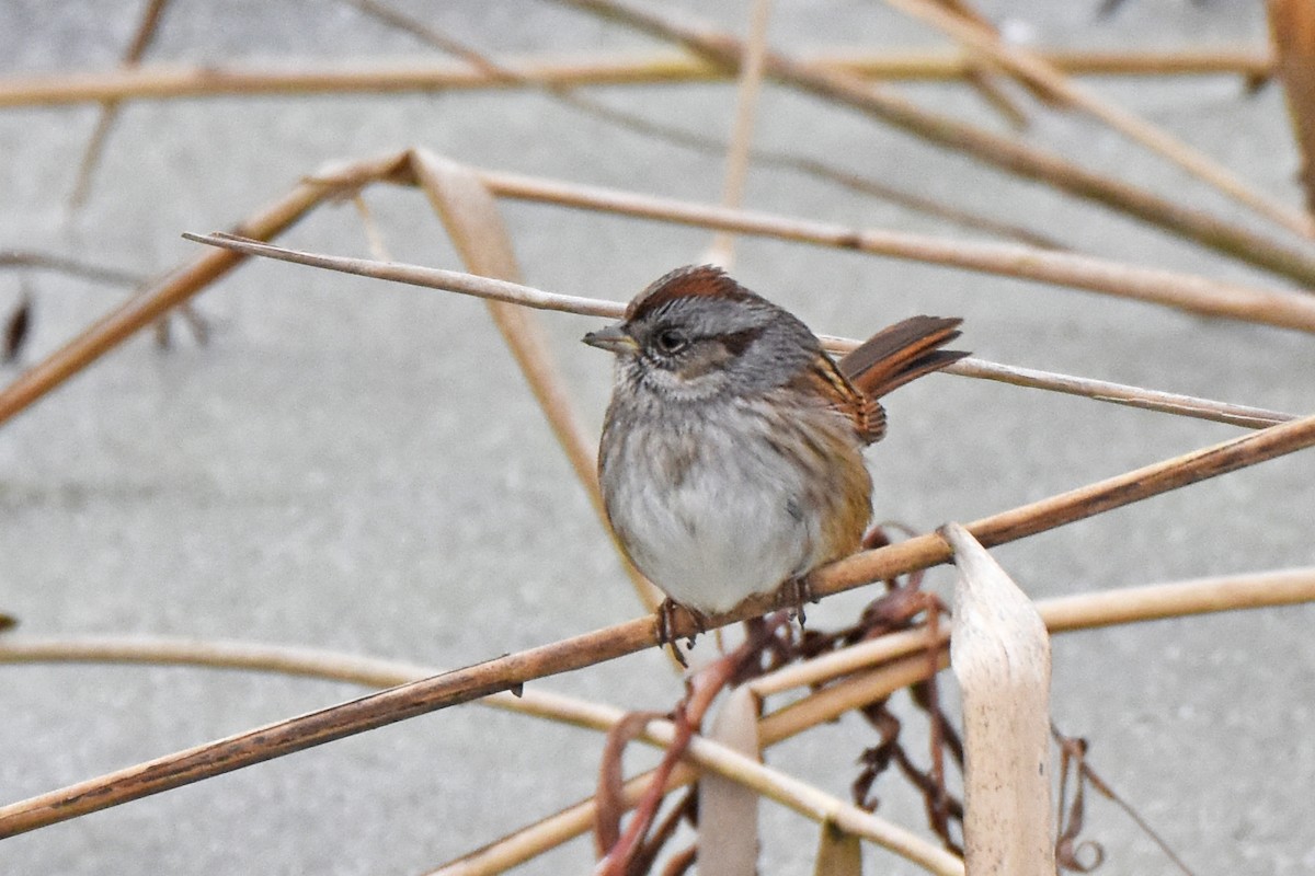 Swamp Sparrow - ML408469631