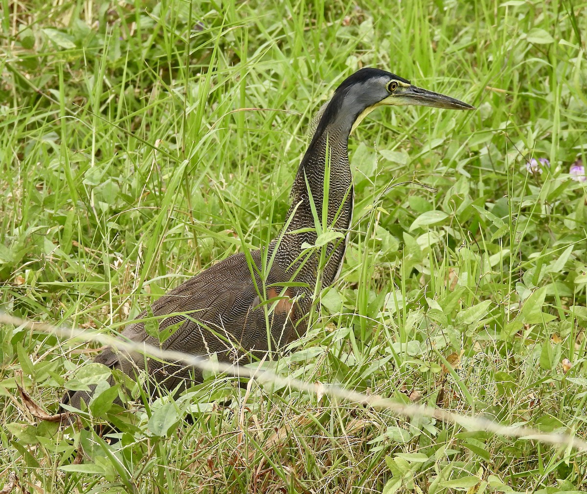 Bare-throated Tiger-Heron - ML408469911