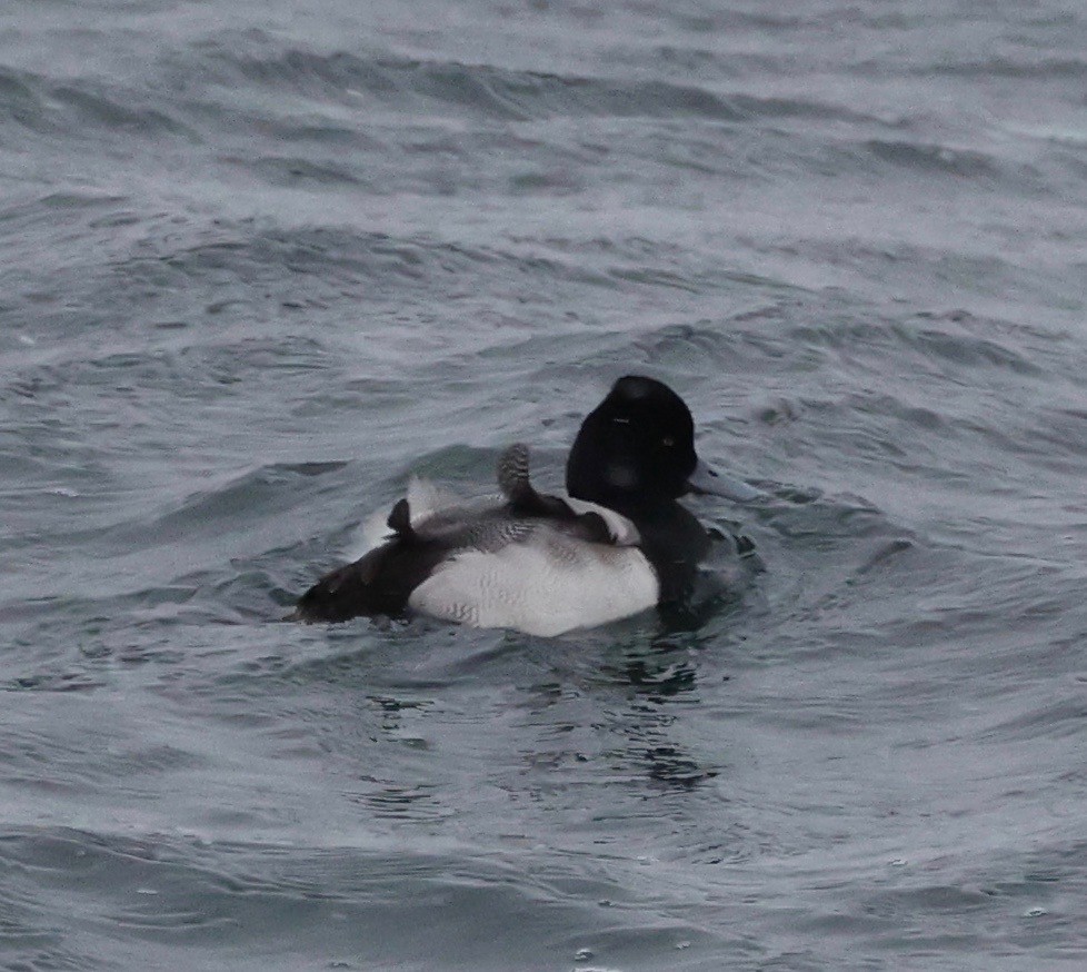 Lesser Scaup - ML408471391