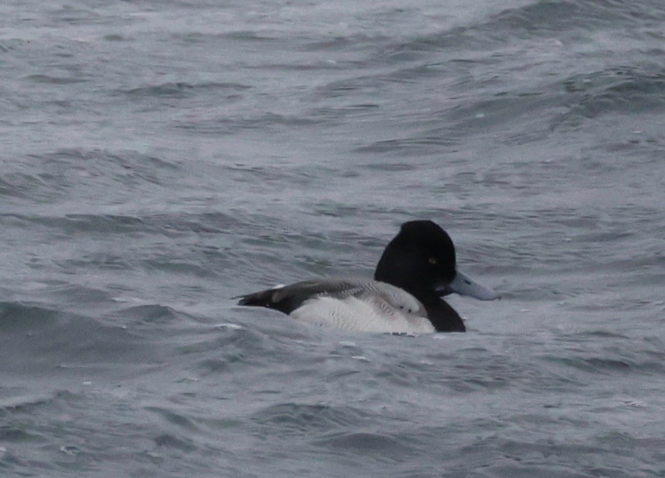 Lesser Scaup - Ross Sormani