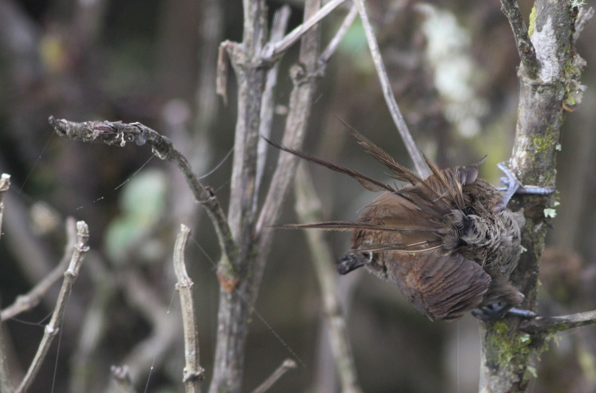 Mouse-colored Thistletail - ML40847361