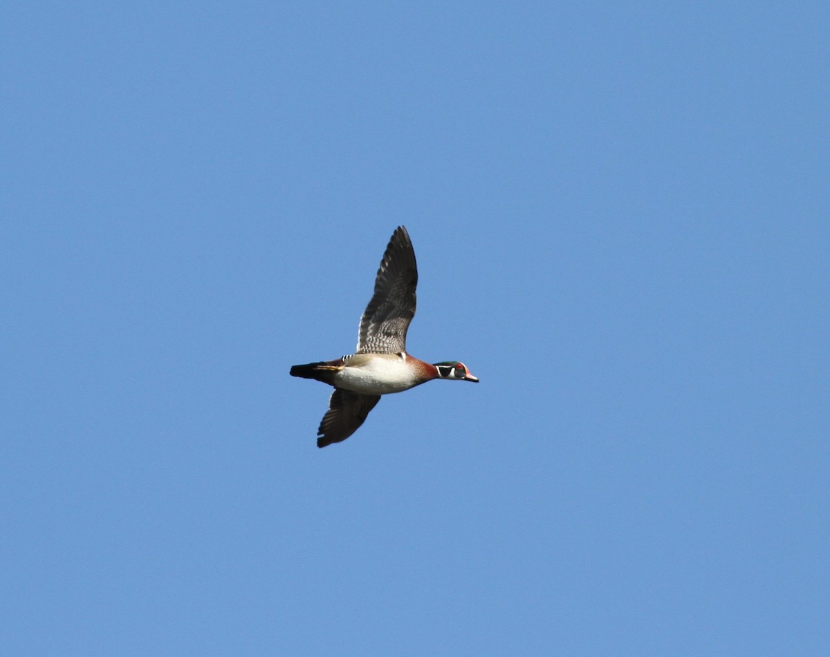 Wood Duck - ML408473701