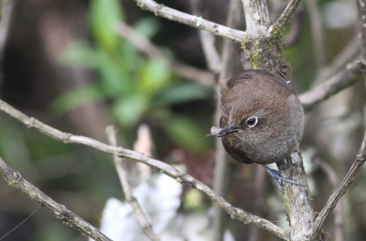 Mouse-colored Thistletail - ML40847371