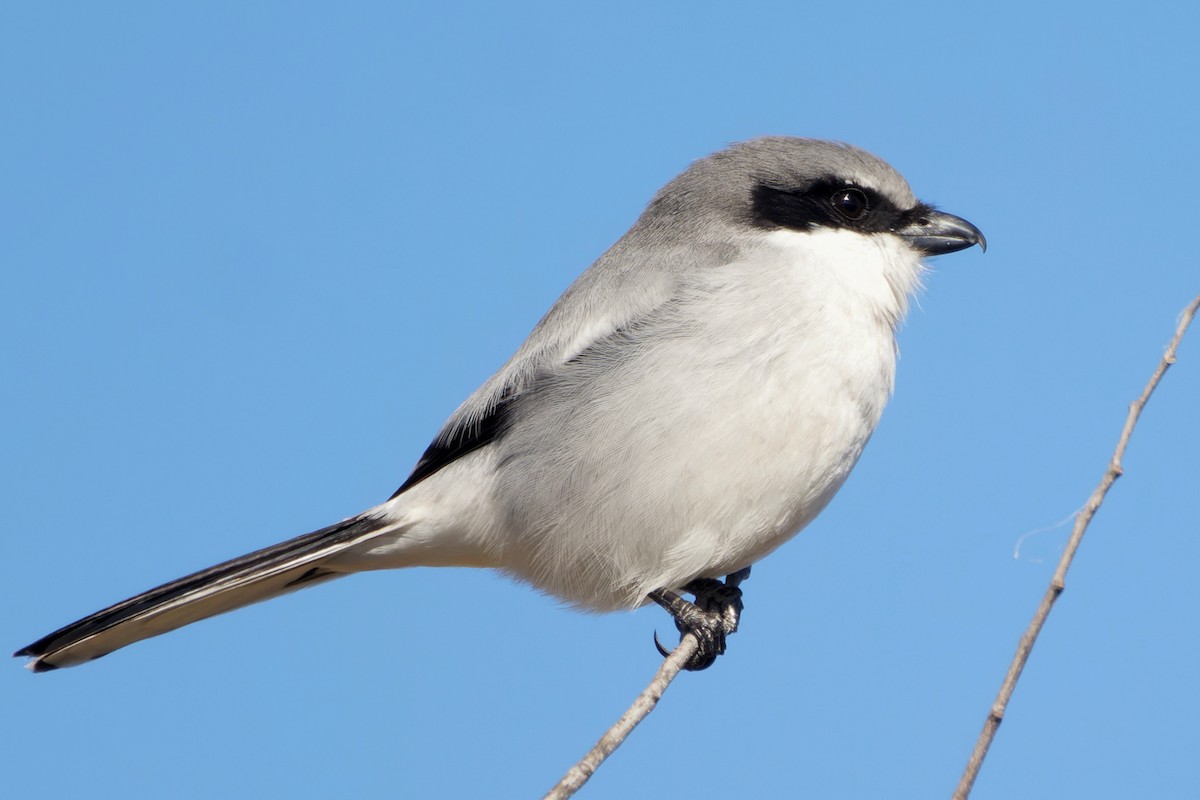 Loggerhead Shrike - ML408473861