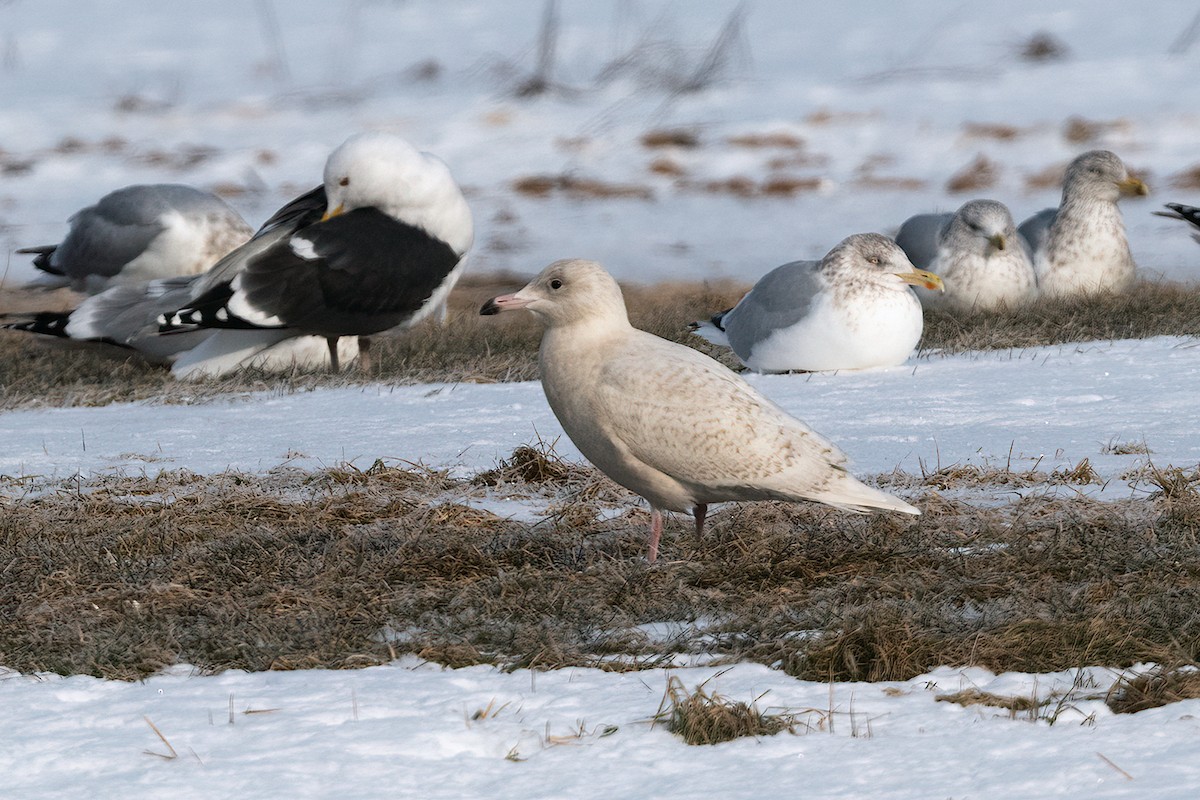 Glaucous Gull - Richard Stern