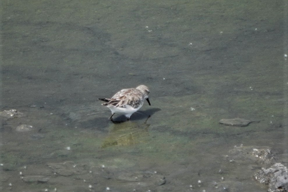 Little Stint - ML408474101