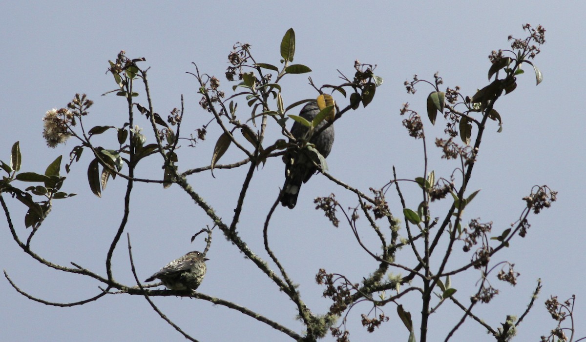 Red-crested Cotinga - ML40847411
