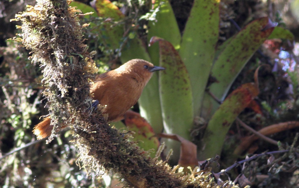Rufous Wren - ML40847461