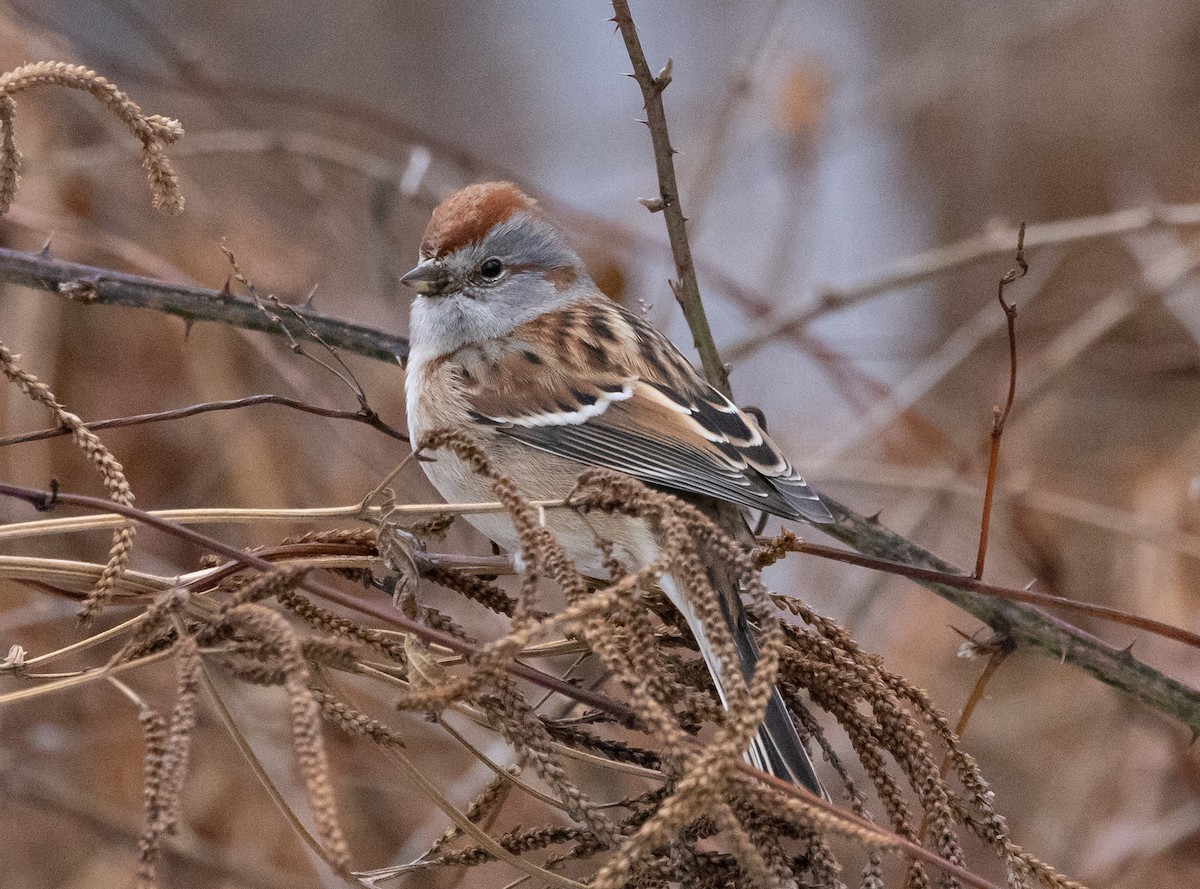 American Tree Sparrow - Carl & Judi Manning