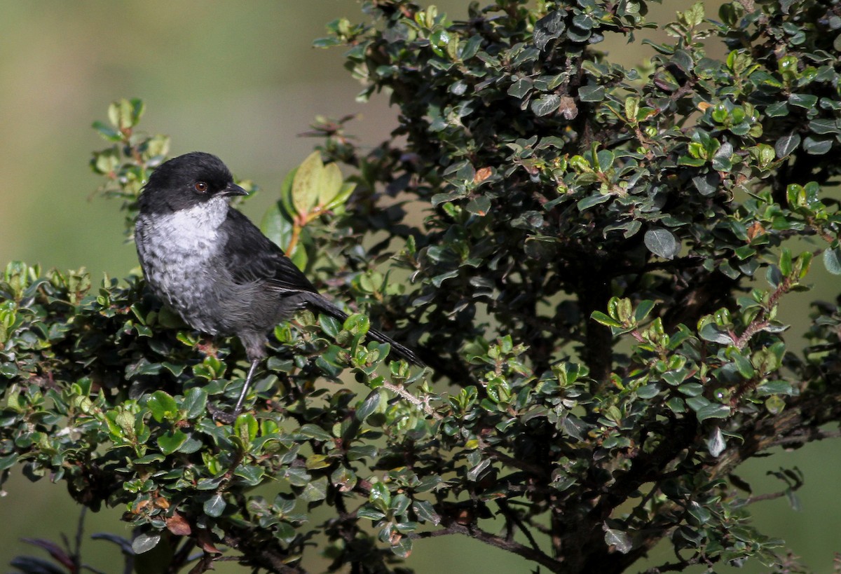 Black-backed Bush Tanager - ML40847501