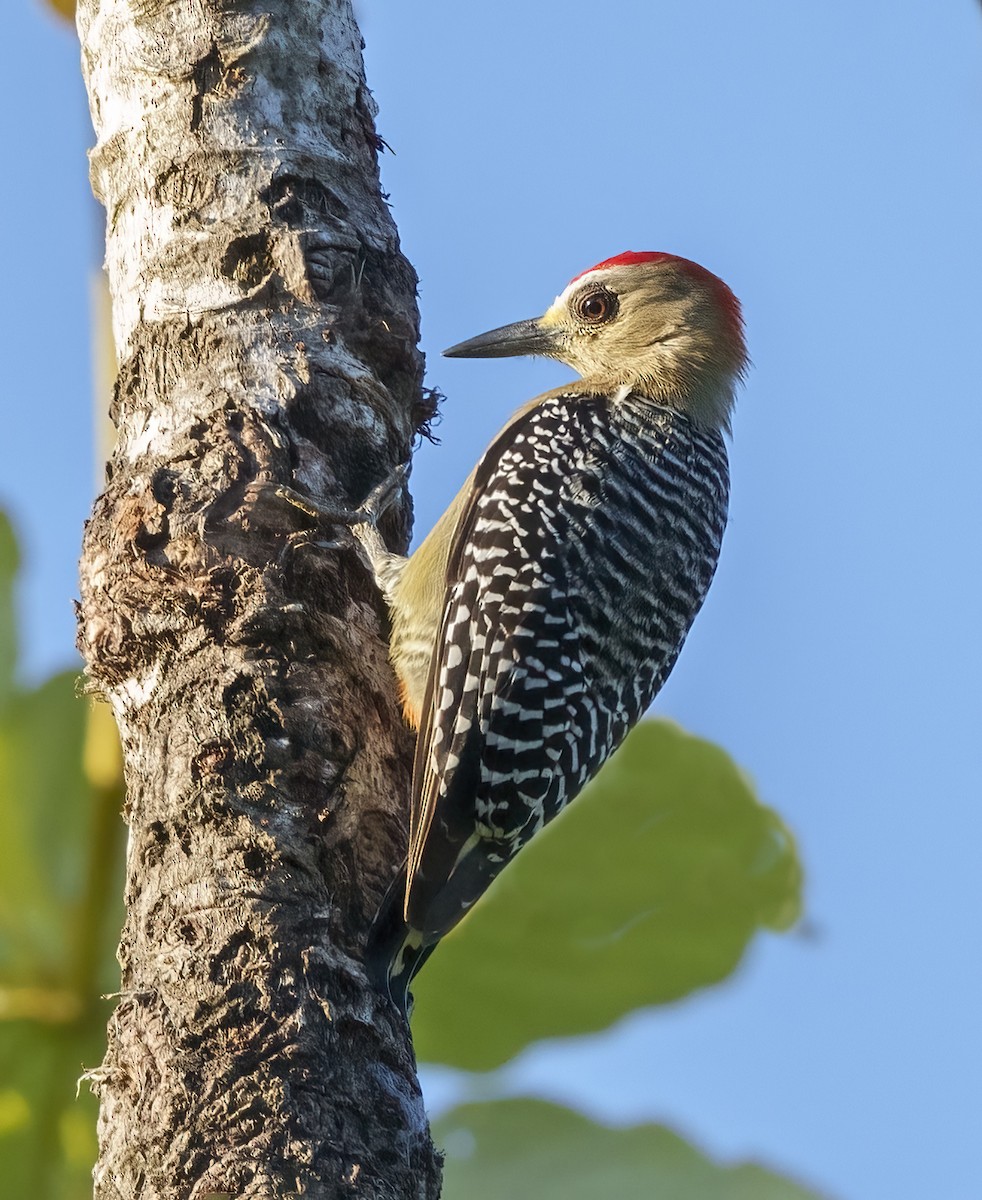 Red-crowned Woodpecker - ML408475341