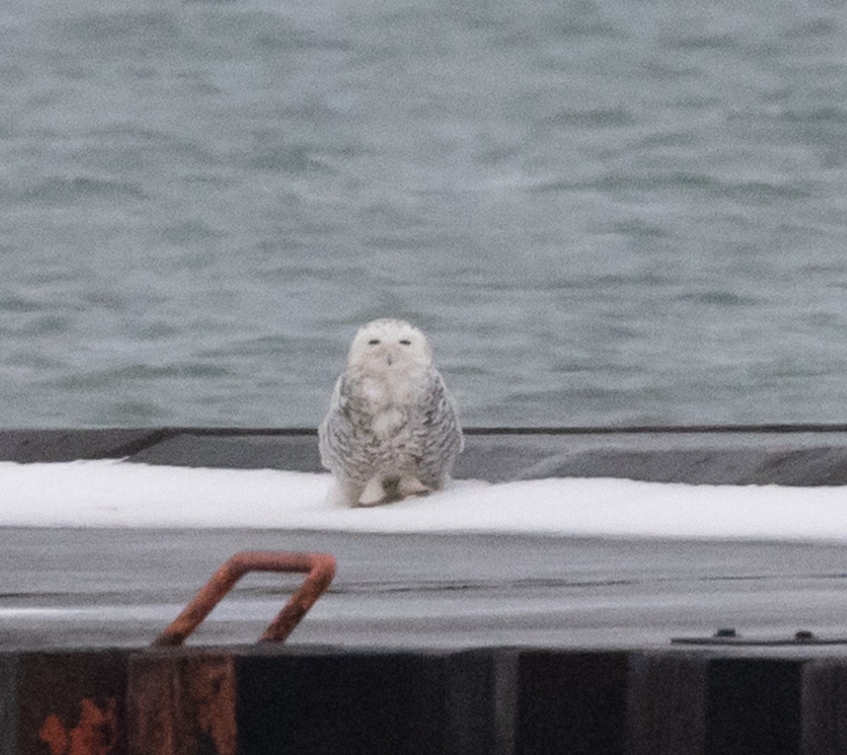 Snowy Owl - ML408475601