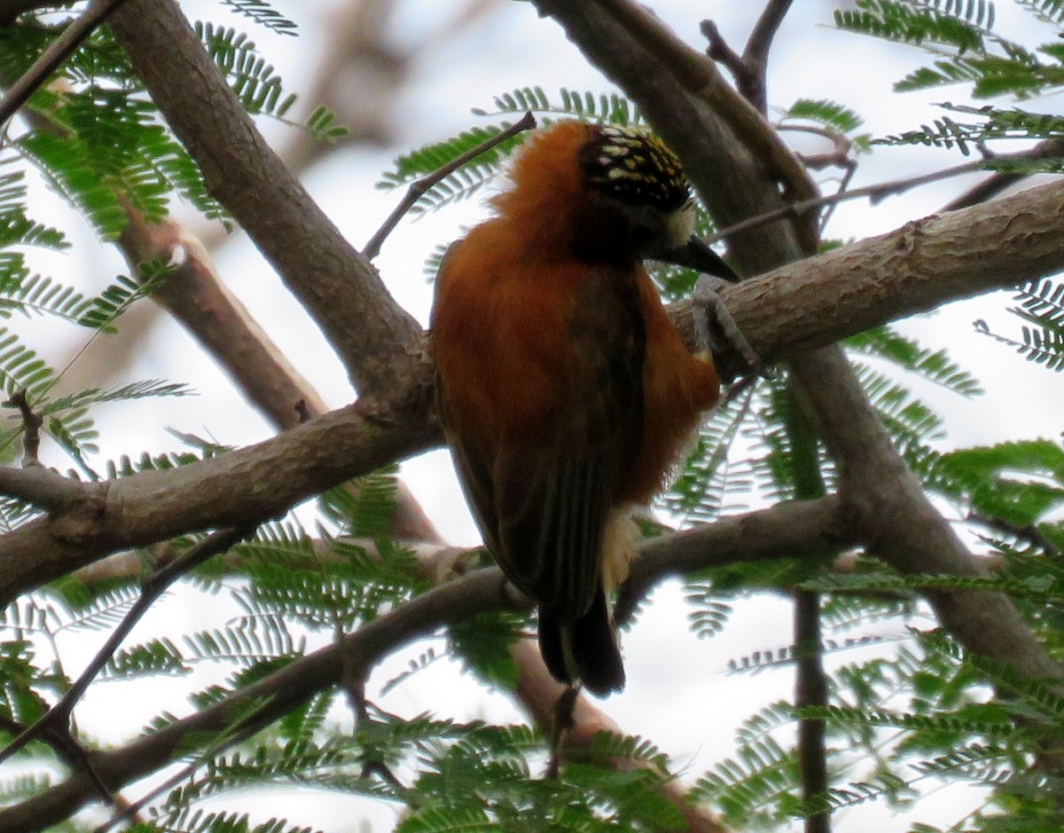 Chestnut Piculet - ML40847741