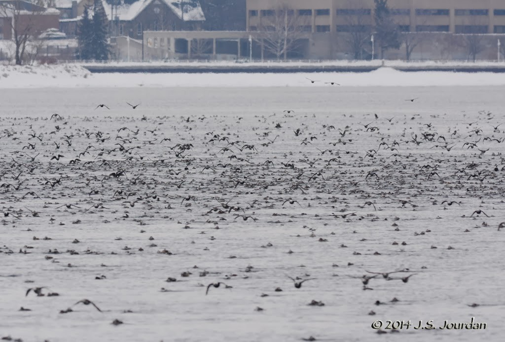 Long-tailed Duck - ML408479951