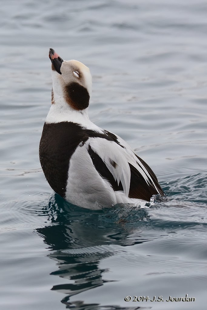 Long-tailed Duck - ML408479961