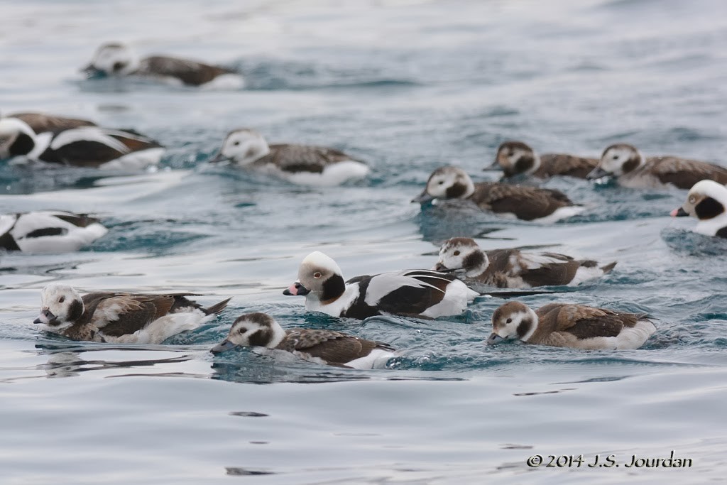 Long-tailed Duck - ML408479971