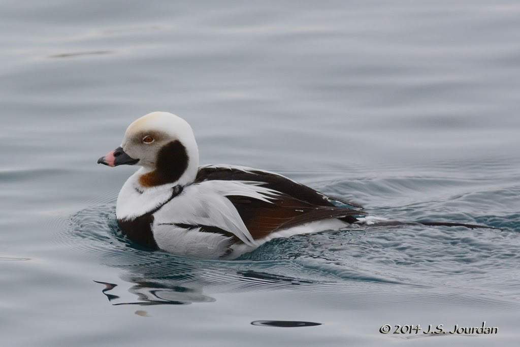 Long-tailed Duck - ML408479981