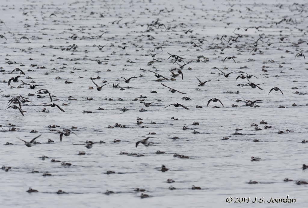 Long-tailed Duck - ML408479991