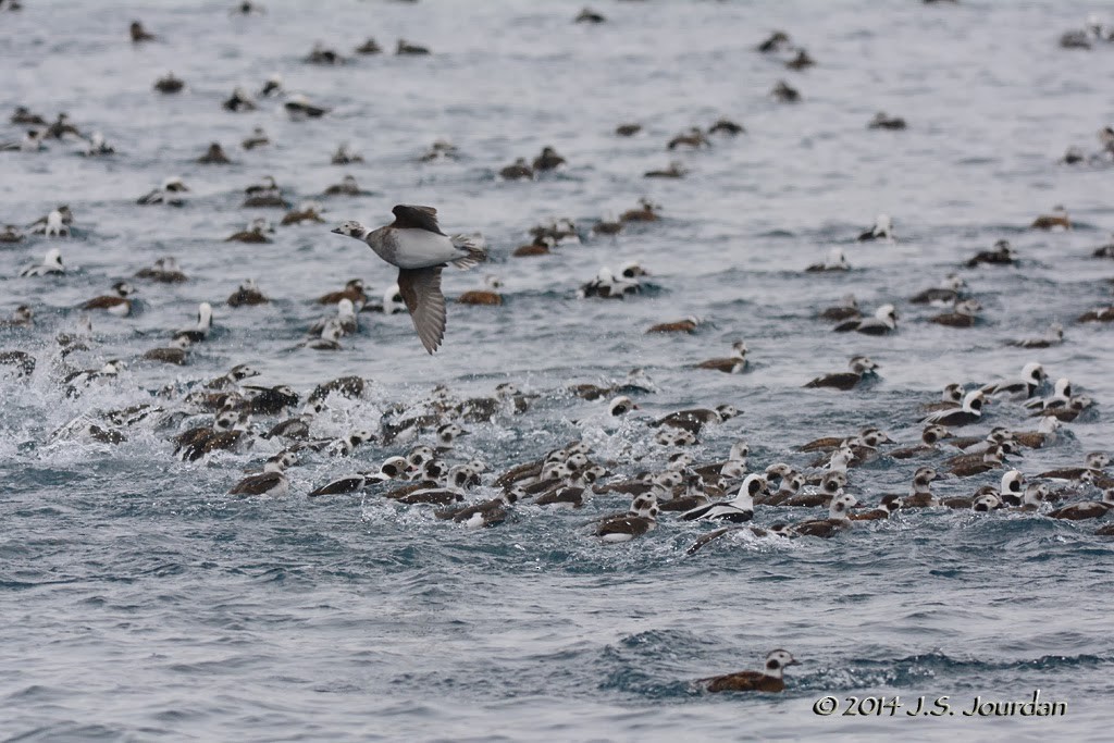 Long-tailed Duck - ML408480001
