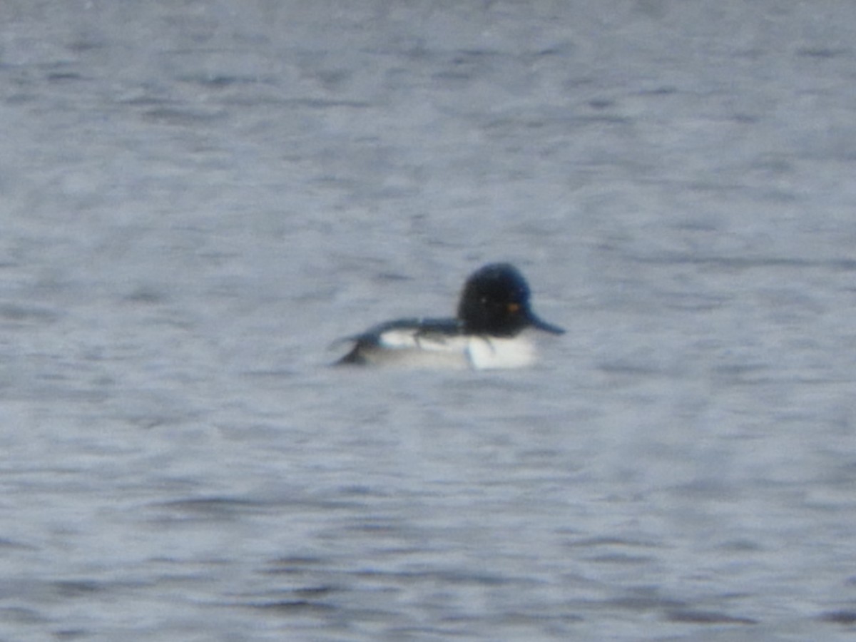 Common Goldeneye x Hooded Merganser (hybrid) - ML408480681