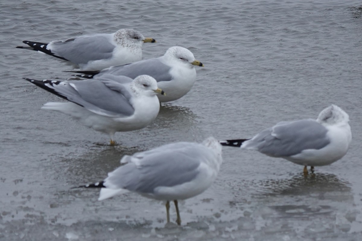 Ring-billed Gull - ML408482891