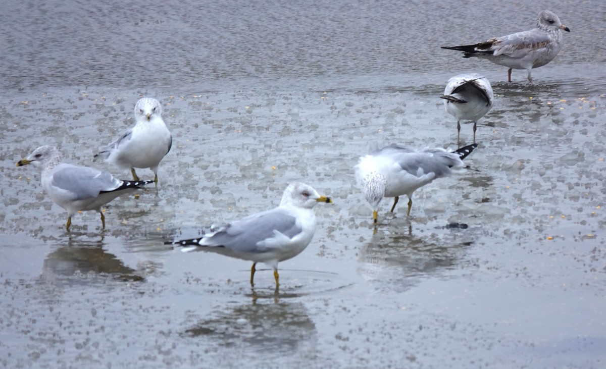 Ring-billed Gull - Mary Alice HAYWARD