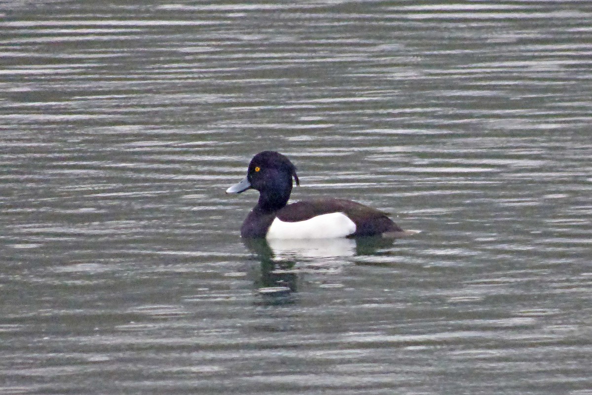 Tufted Duck - ML408483231