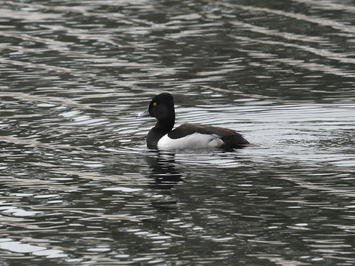 Ring-necked Duck - ML408484671