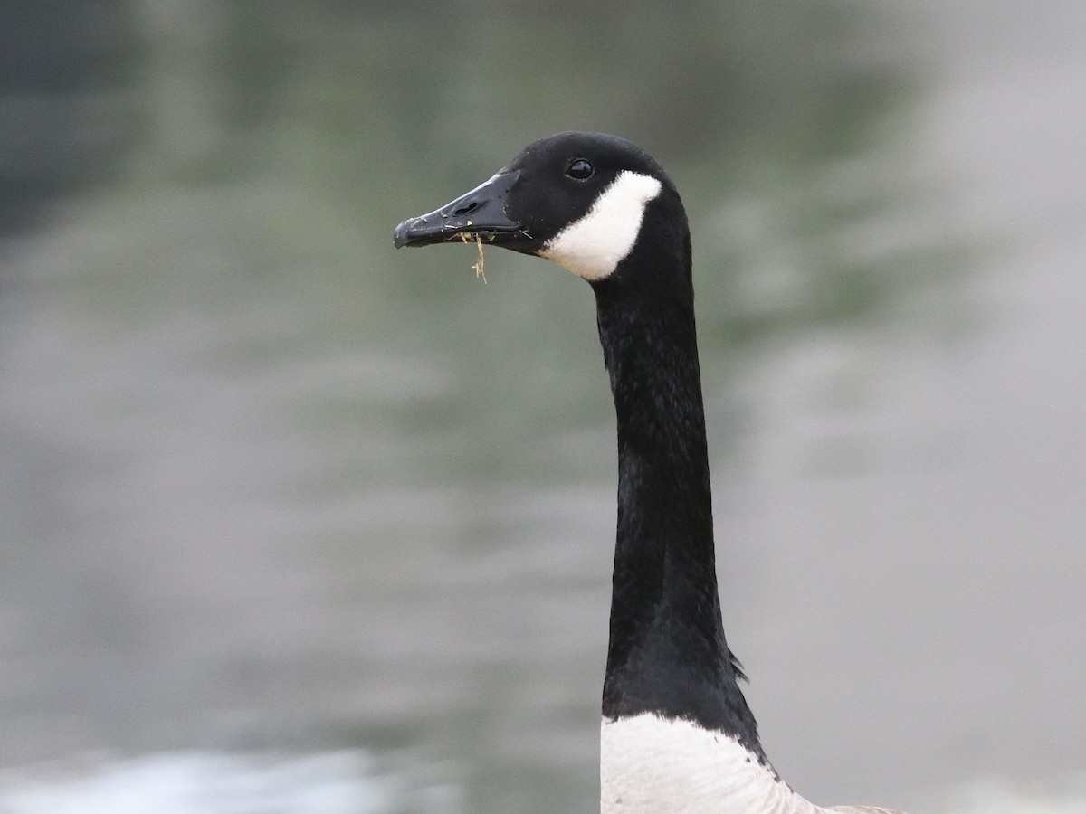 Canada Goose - ML408484841