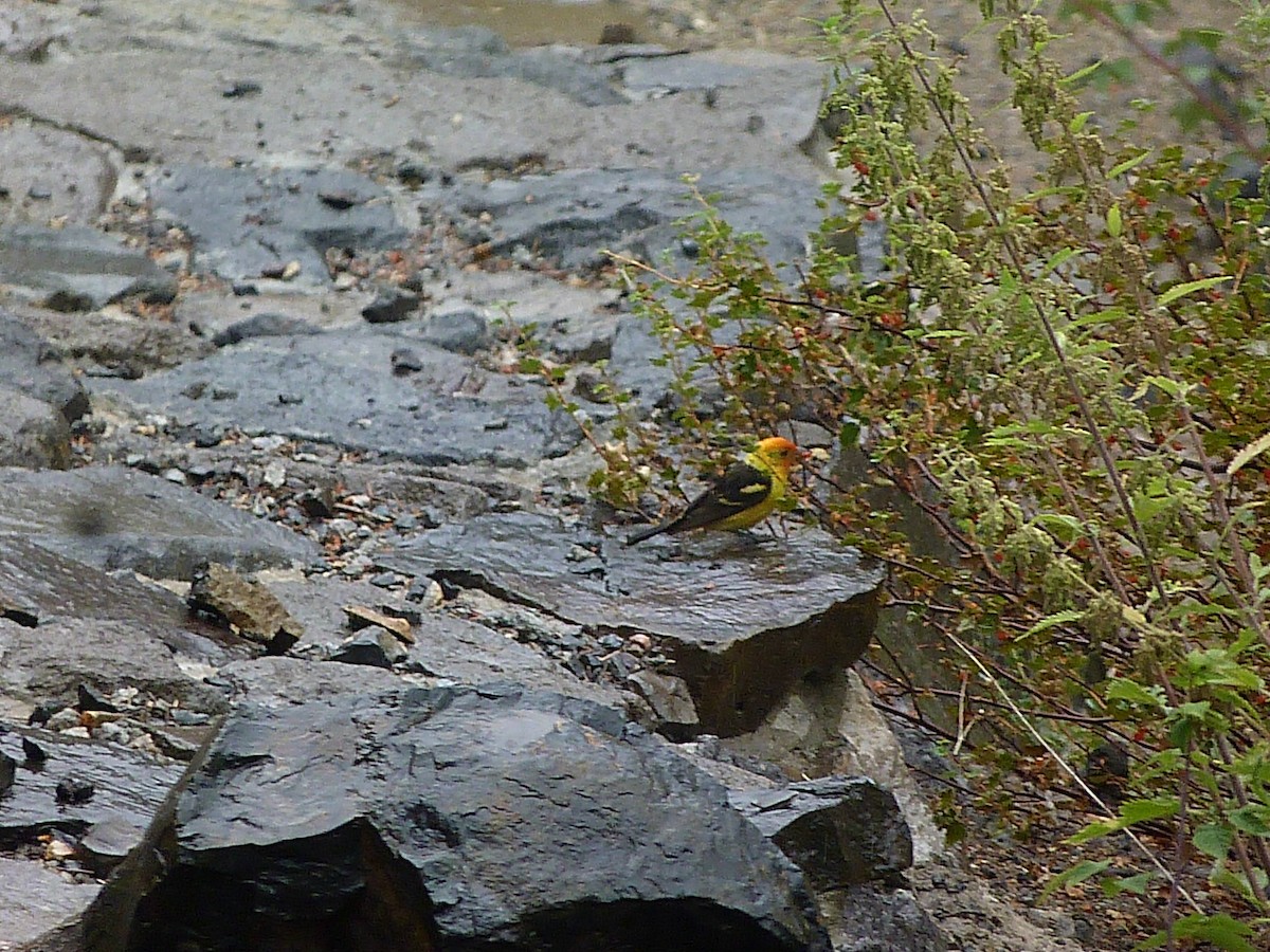 Western Tanager - ML408484911
