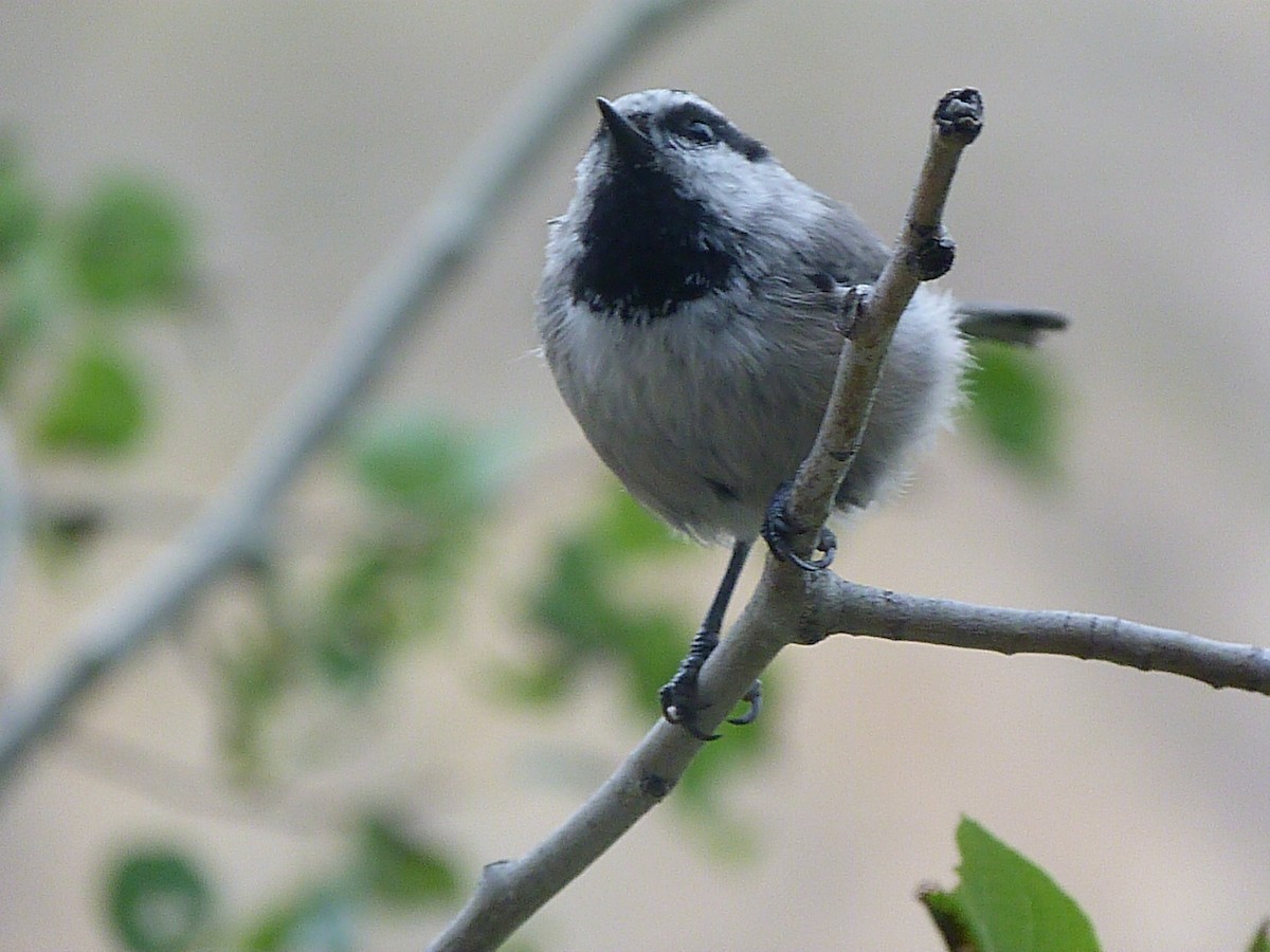 Mountain Chickadee - ML408485351