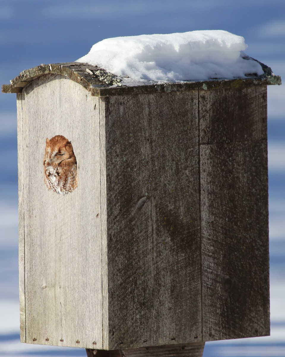 Eastern Screech-Owl - ML408485971