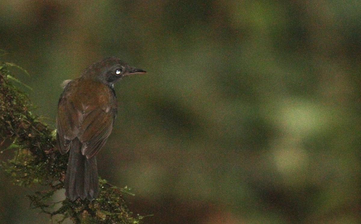 Mosquero Terrestre Norteño - ML40848701