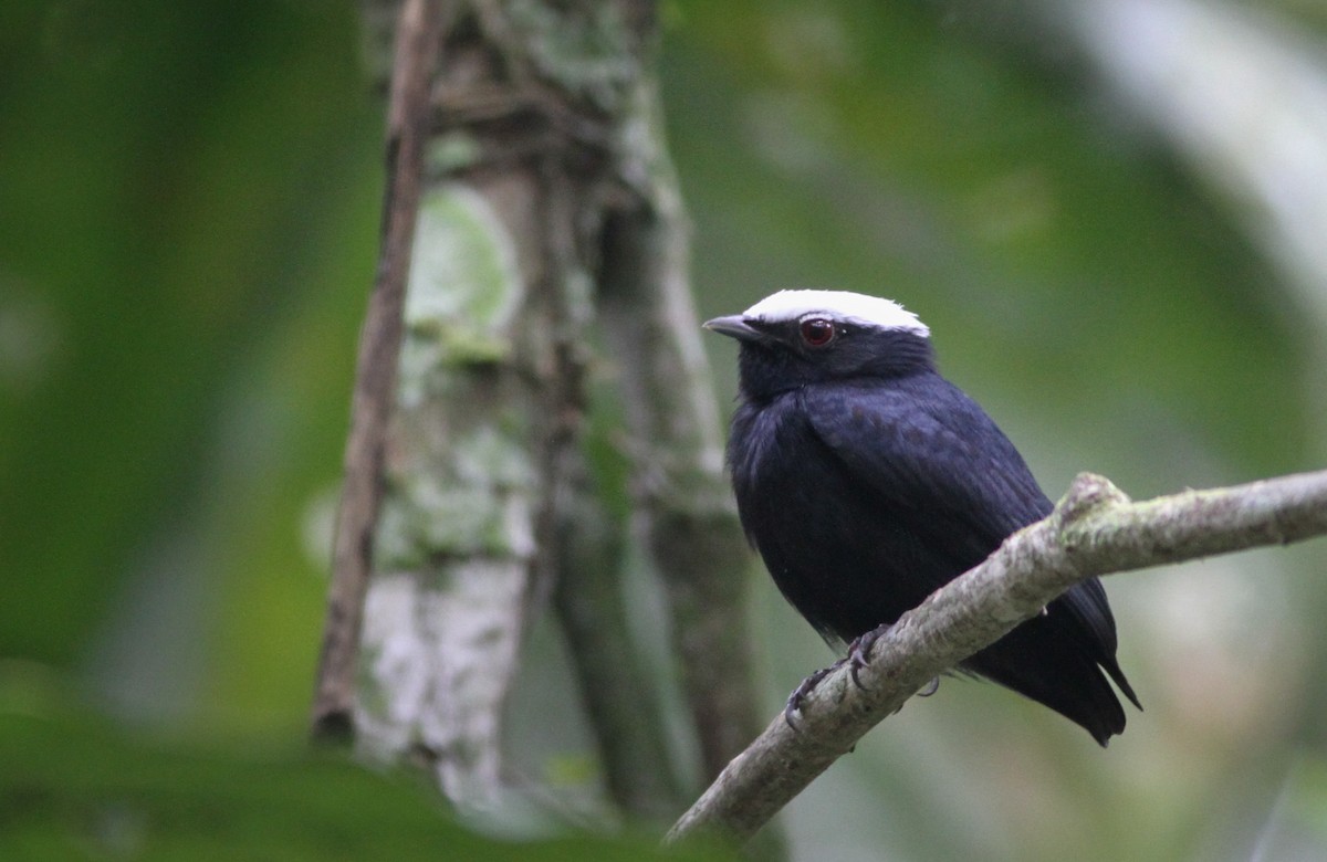 Manakin à tête blanche - ML40848781