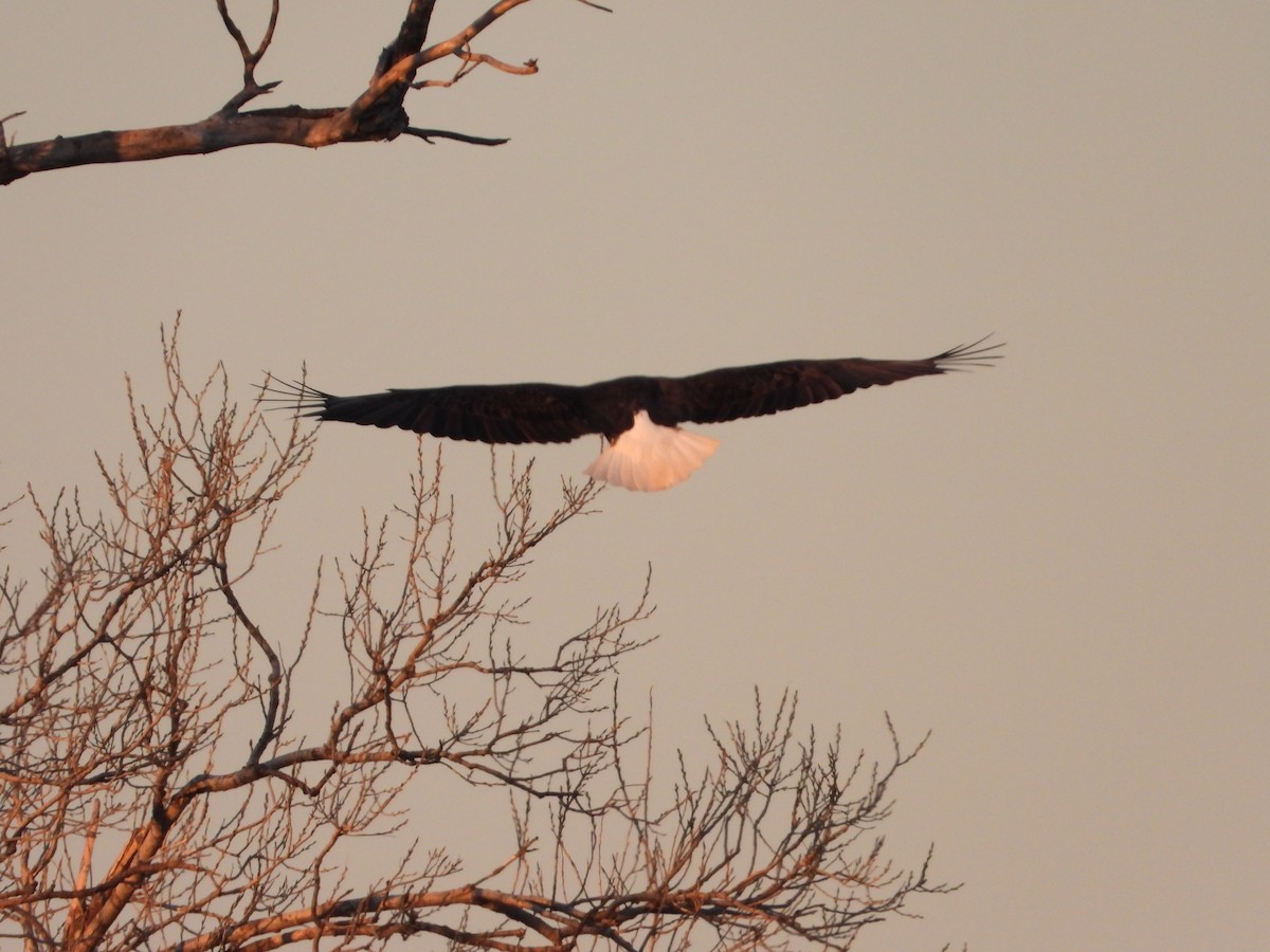 Weißkopf-Seeadler - ML408488391