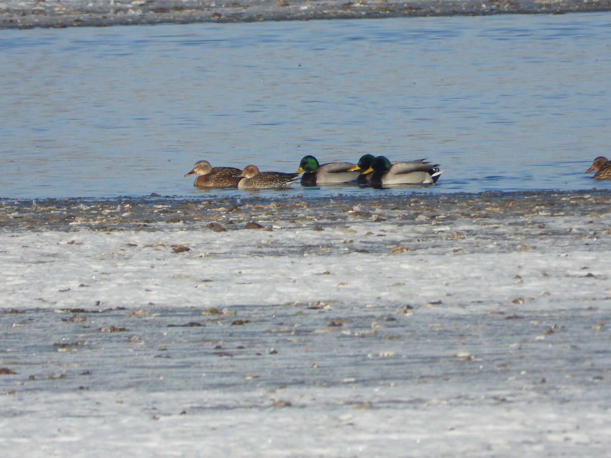 Northern Pintail - Jeff Percell