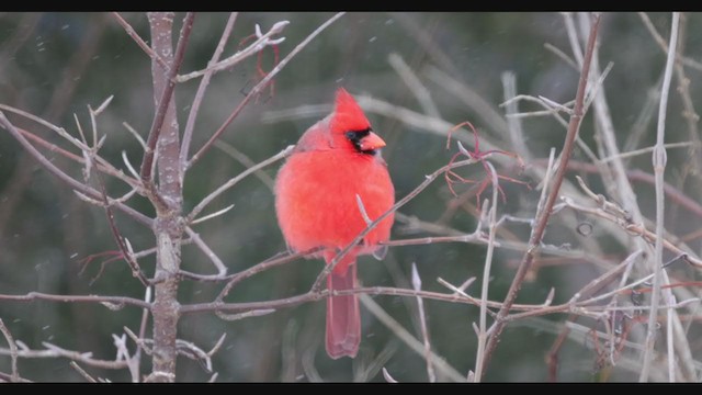 Northern Cardinal - ML408490471