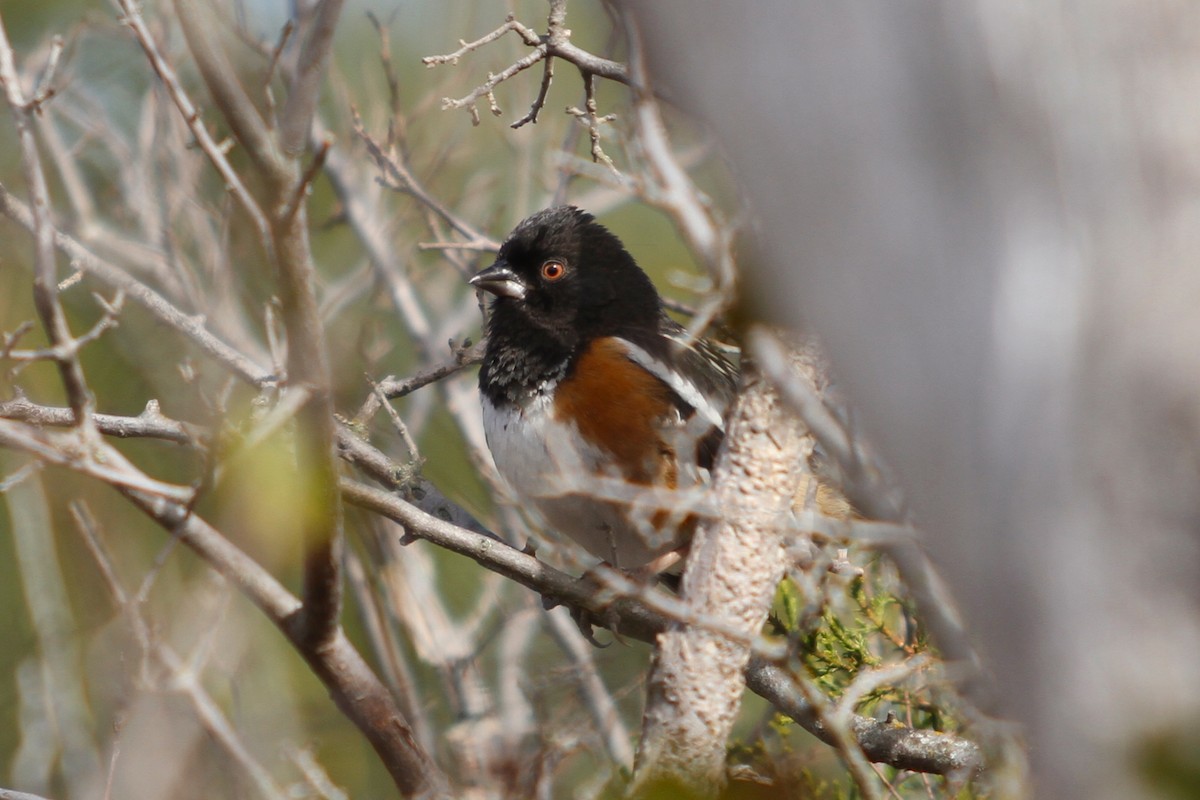 Spotted Towhee - Charles Vickers