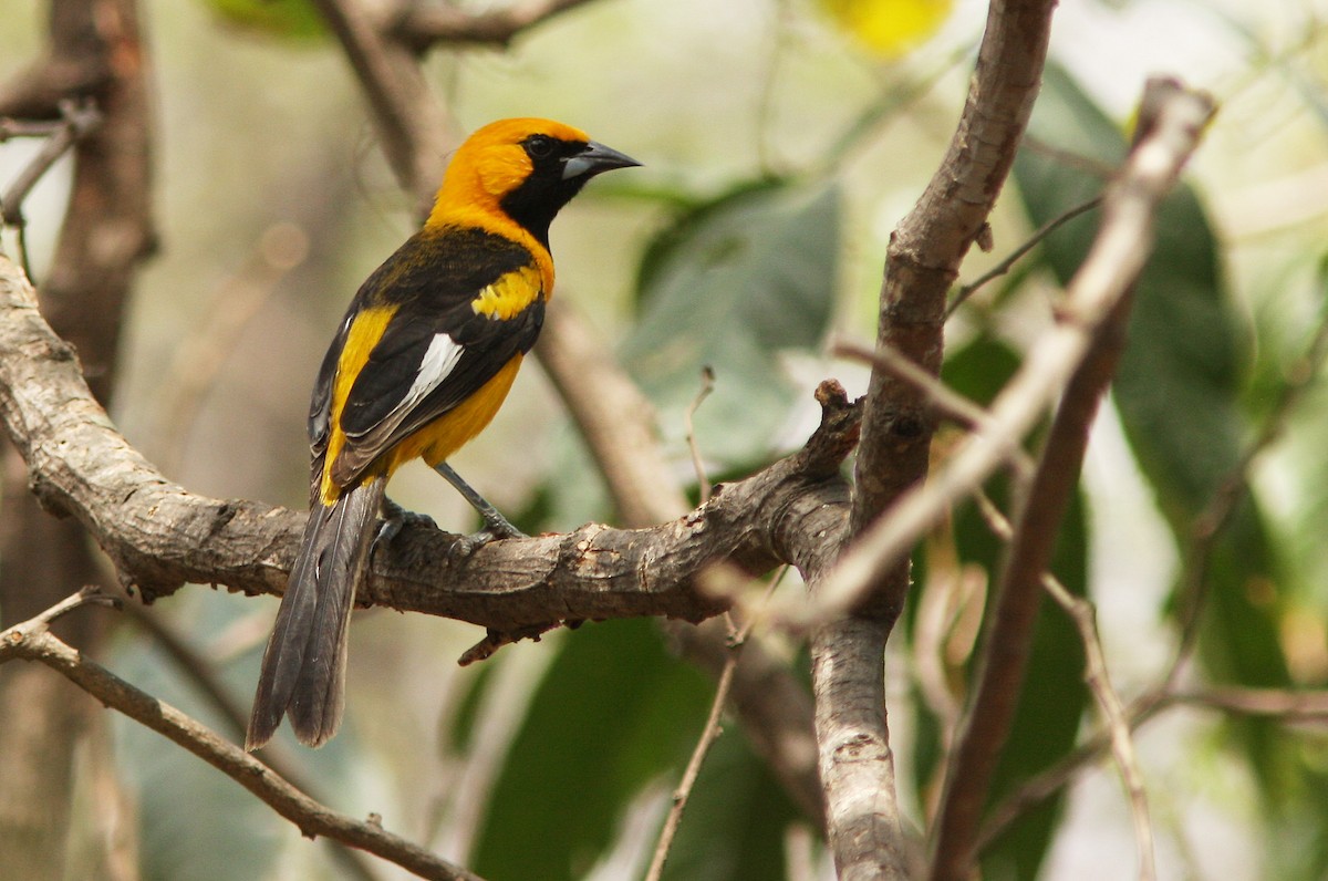 White-edged Oriole - David Beadle