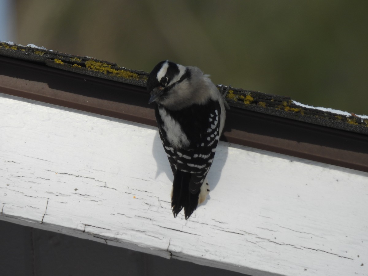 Downy Woodpecker - ML408491921