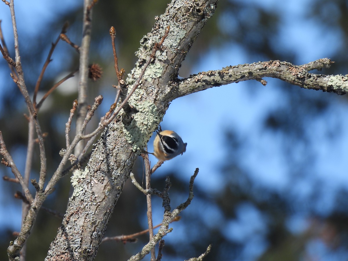Red-breasted Nuthatch - ML408492751