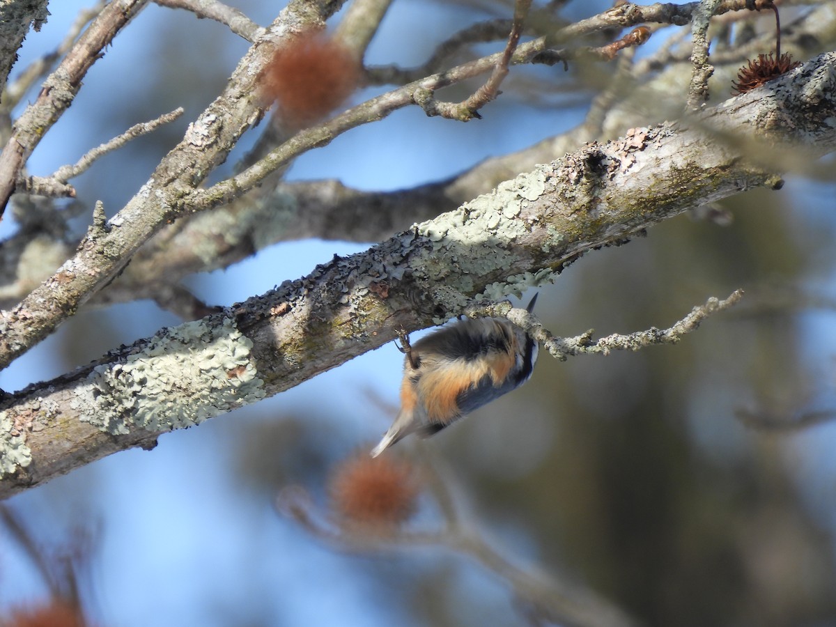 Red-breasted Nuthatch - ML408492781