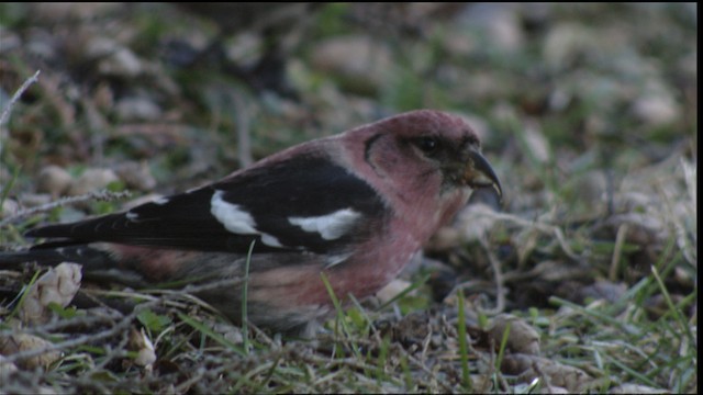 White-winged Crossbill - ML408494