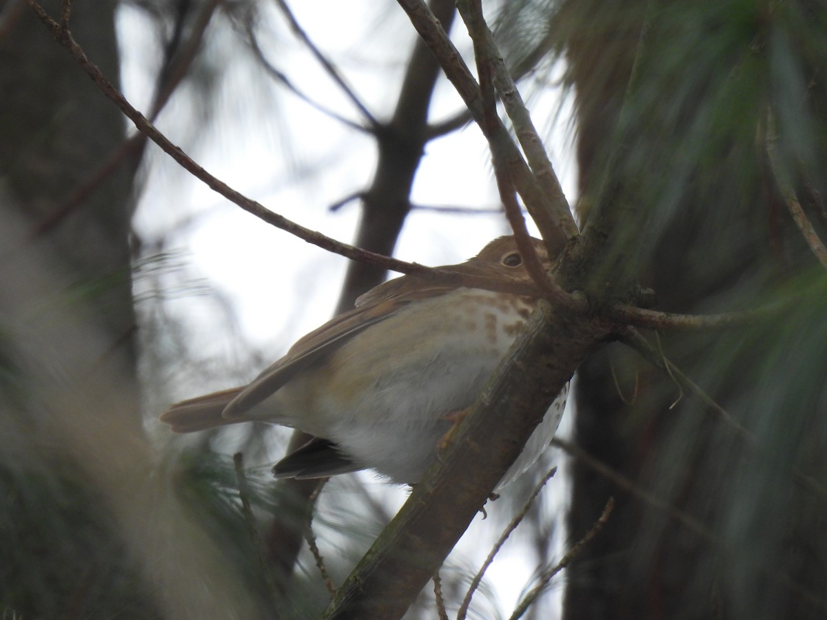 Hermit Thrush - ML408494141