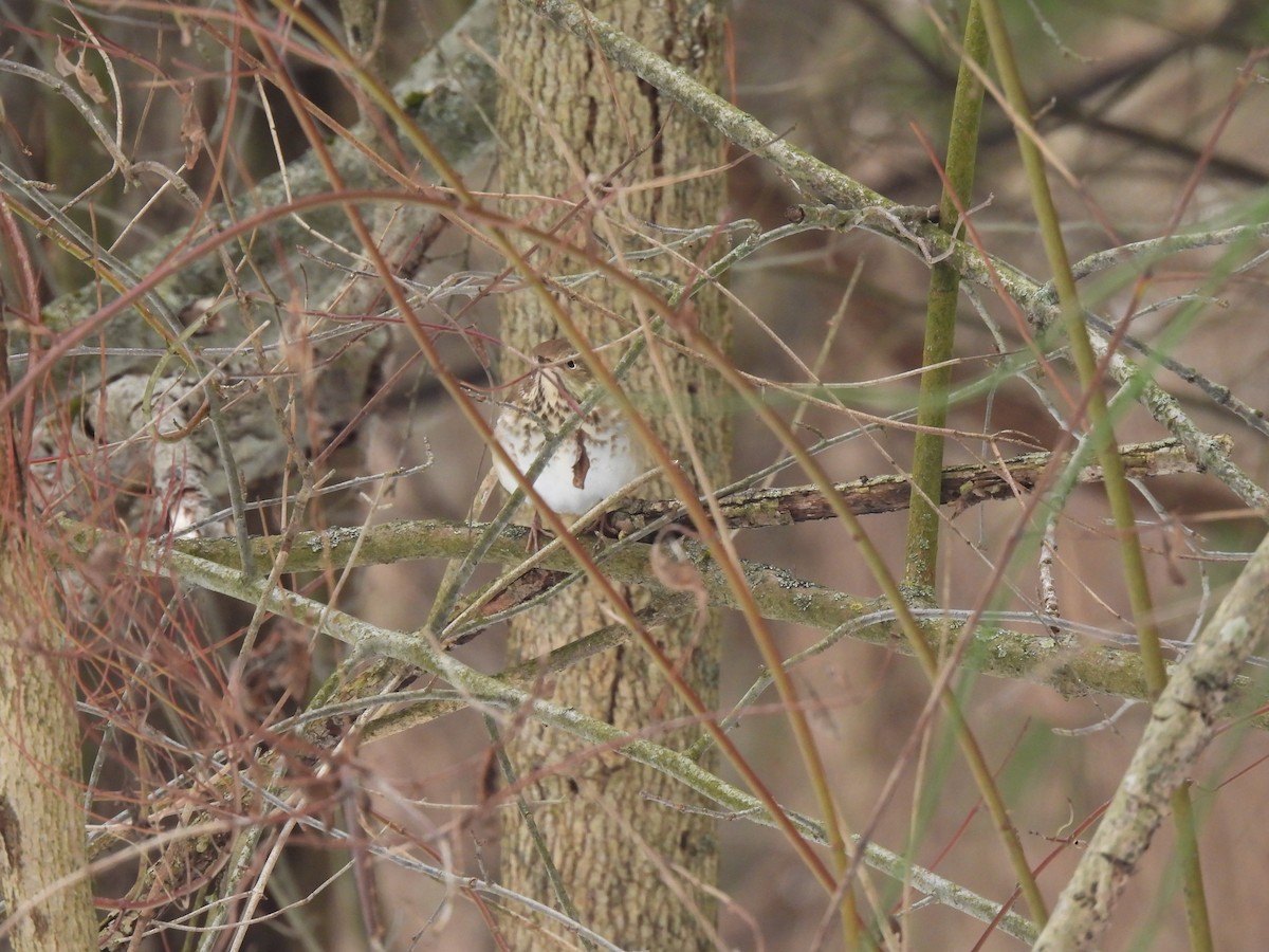 Hermit Thrush - ML408494201