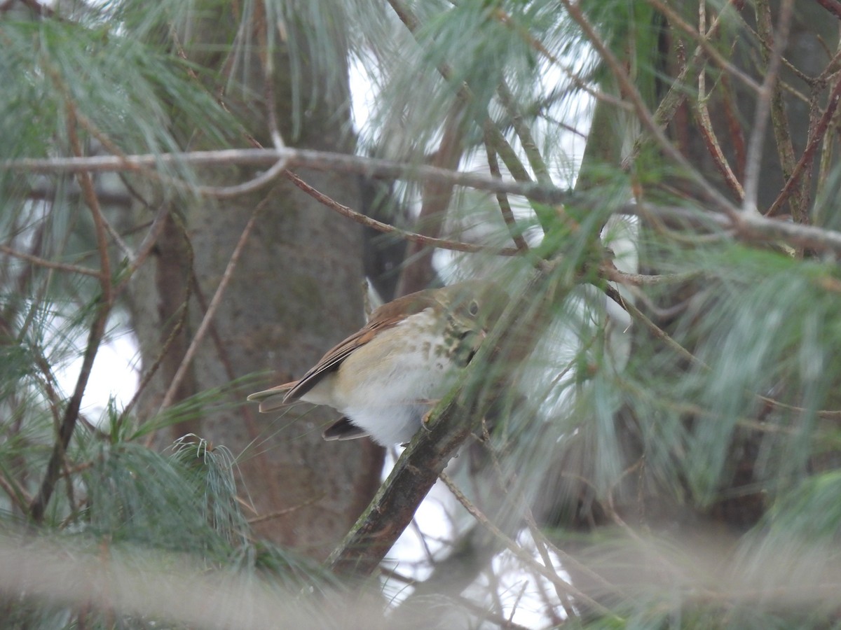 Hermit Thrush - ML408494221