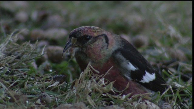 White-winged Crossbill - ML408495