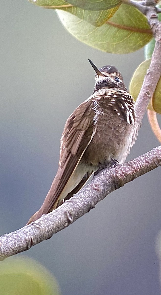 kolibřík maraňónský - ML408496781
