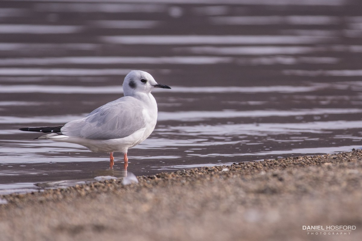 Bonaparte's Gull - ML40849781