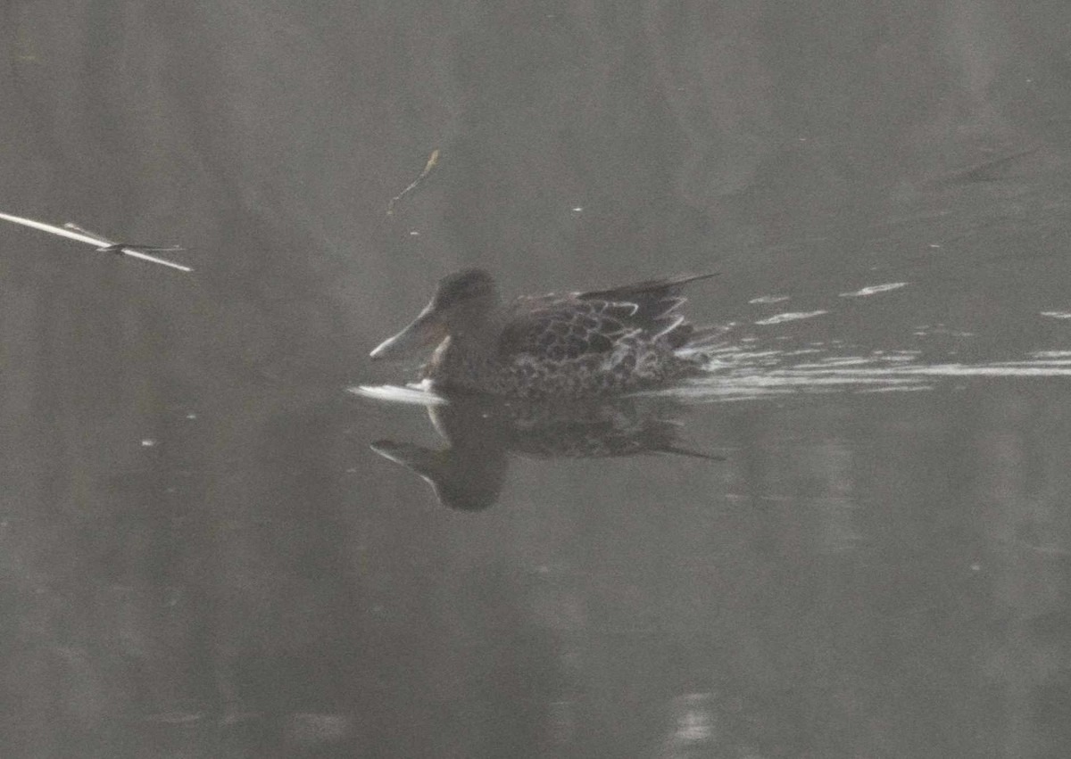 Northern Shoveler - ML408498041